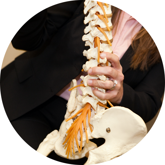 spine model